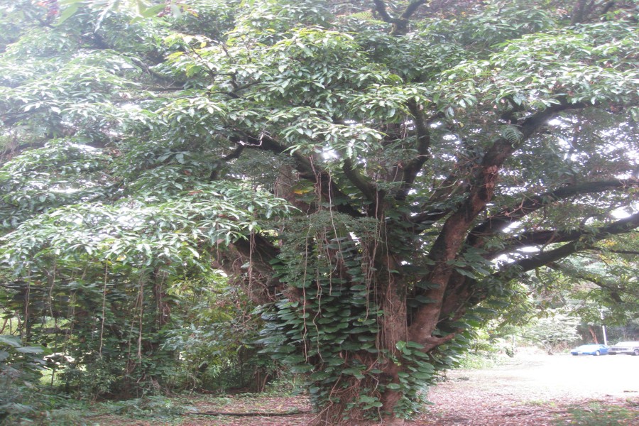 ../image/rainbow falls banyan tree.jpg